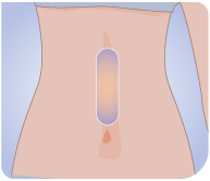 腹部